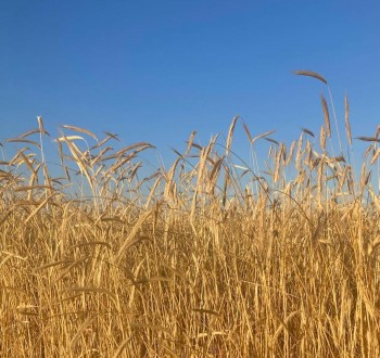 La cosecha de cereales 2025/26 crecerá un 15% y superará los 23 millones de toneladas, según el MAPA