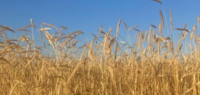COAG prevé una cosecha récord de cereales en Castilla y León, pero alerta de pérdidas