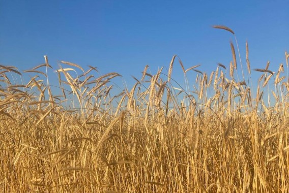 COAG prevé una cosecha récord de cereales en Castilla y León, pero alerta de pérdidas
