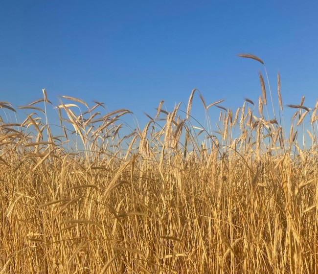 COAG prevé una cosecha récord de cereales en Castilla y León, pero alerta de pérdidas