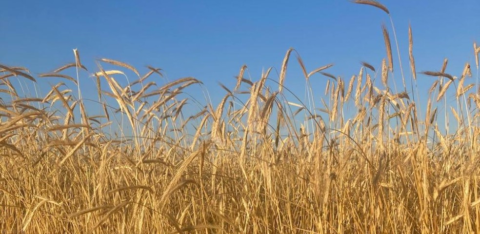 cereales_castilla_la_mancha