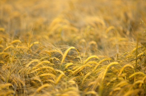Trigo y cebada caen en España mientras la guerra comercial sacude los mercados internacionales de cereales