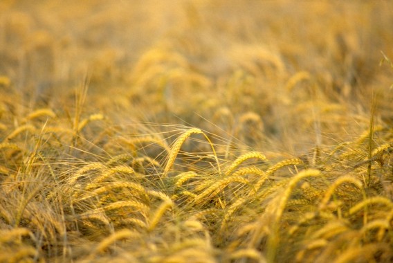 Trigo y cebada caen en España mientras la guerra comercial sacude los mercados internacionales de cereales