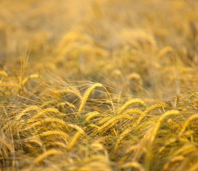 Trigo y cebada caen en España mientras la guerra comercial sacude los mercados internacionales de cereales