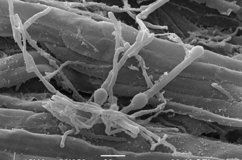 Control biológico para la mejora del crecimiento de las plantas