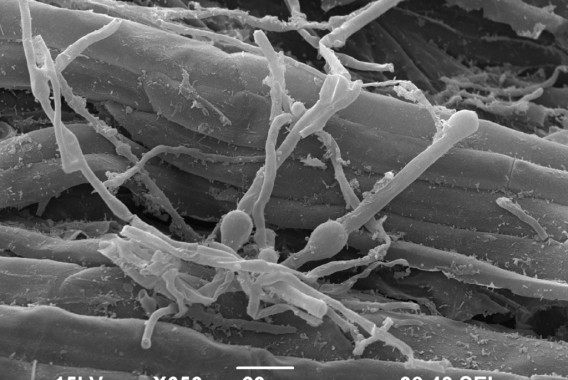 El Parlamento Europeo pide procesos de autorización más rápidos para los agentes de control biológico