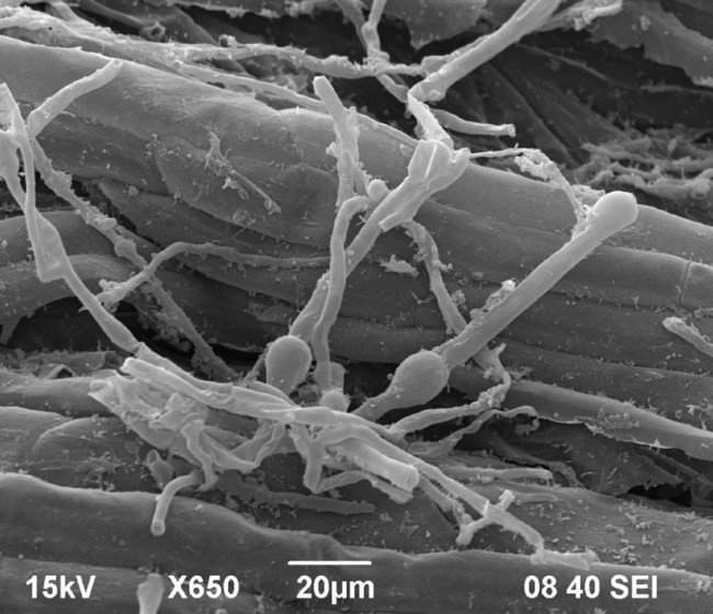 Control biológico para la mejora del crecimiento de las plantas