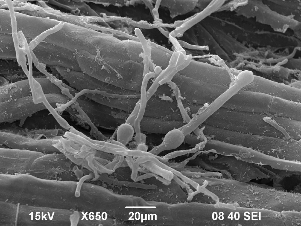 Control biológico para la mejora del crecimiento de las plantas