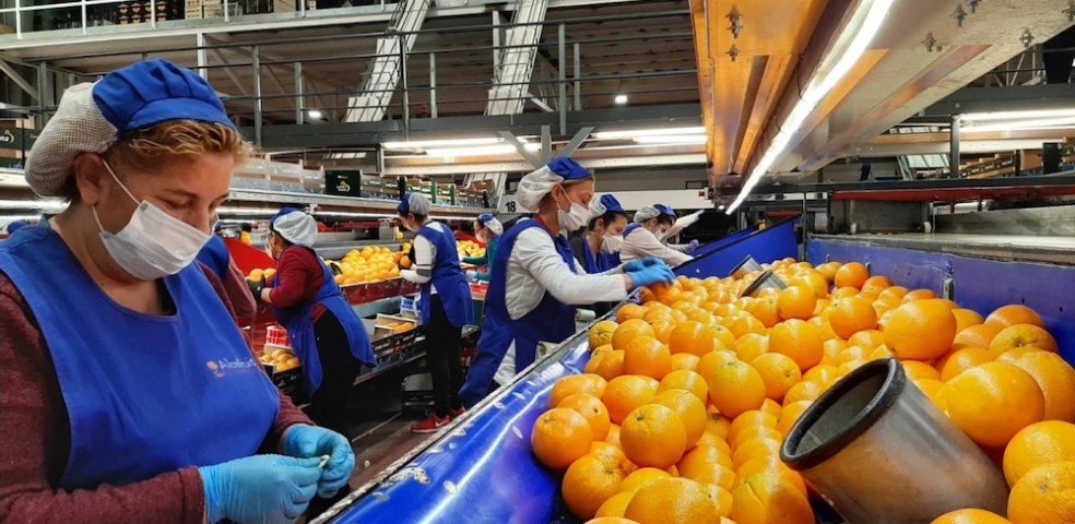 cooperativa_agroalimentarias_valencia
