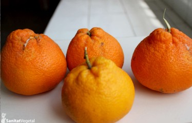 Cotonet de Sudáfrica, otro cotonet que ataca a los cítricos valencianos
