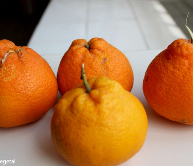 Cotonet de Sudáfrica, otro cotonet que ataca a los cítricos valencianos