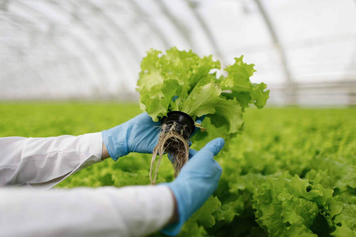 Propuesta para usar virus atenuados en la mejora cualitativa de los cultivos agrícolas