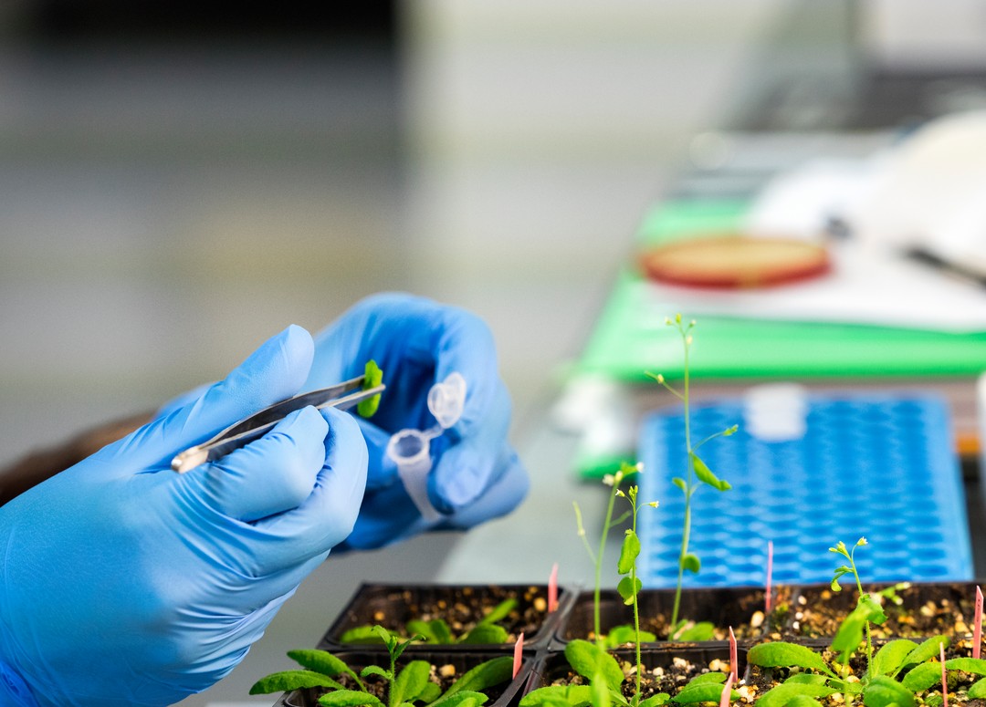 Syngenta abre derechos de acceso a sus tecnologías de mejora y edición genética