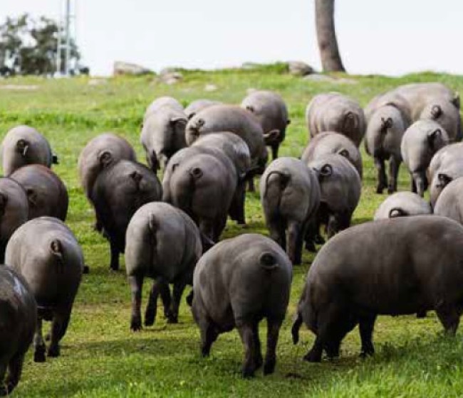 Efectos del zinc en la fermentación intestinal de cerdos ibéricos sometidos a estrés por calor