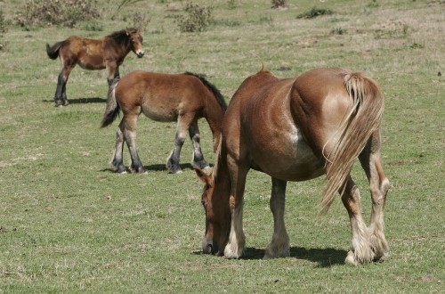 Navarra destina 55.000 euros a ayudas para la organización de certámenes ganaderos