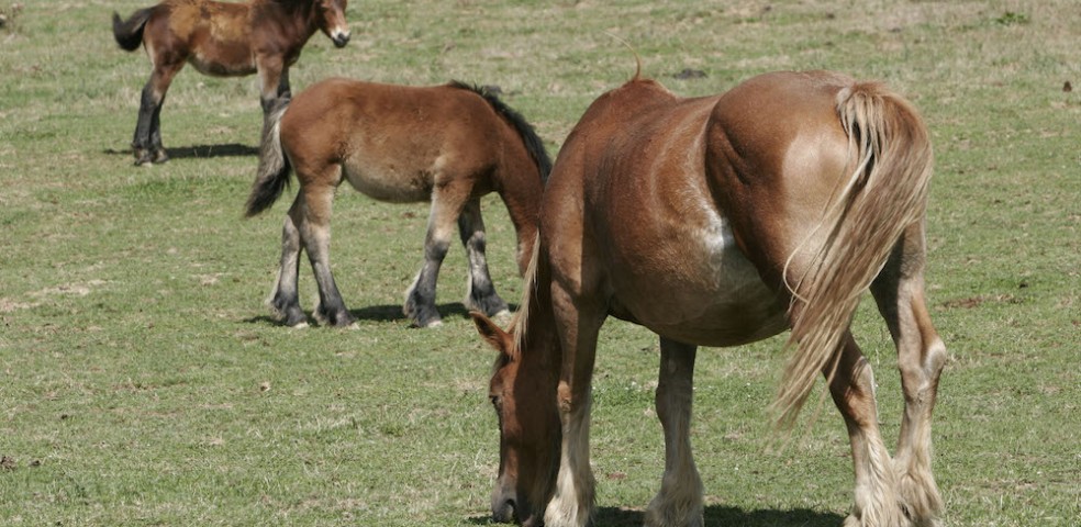 Caballos_Navarra