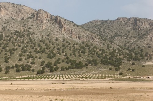 Murcia inicia el pago de 4,5 millones a 1.237 agricultores con cultivos en zonas de montaña o con limitaciones naturales