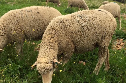 Castilla-La Mancha permitirá el compostaje de la lana para solucionar el problema de almacenamiento