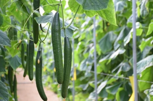 Los precios agrícolas de la UE bajan en el primer trimestre de 2024 un 6%