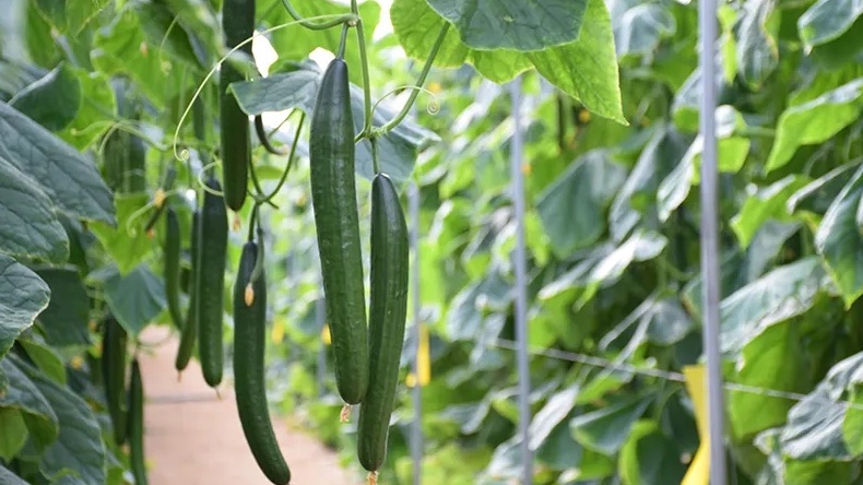 pepino_productos_agricolas