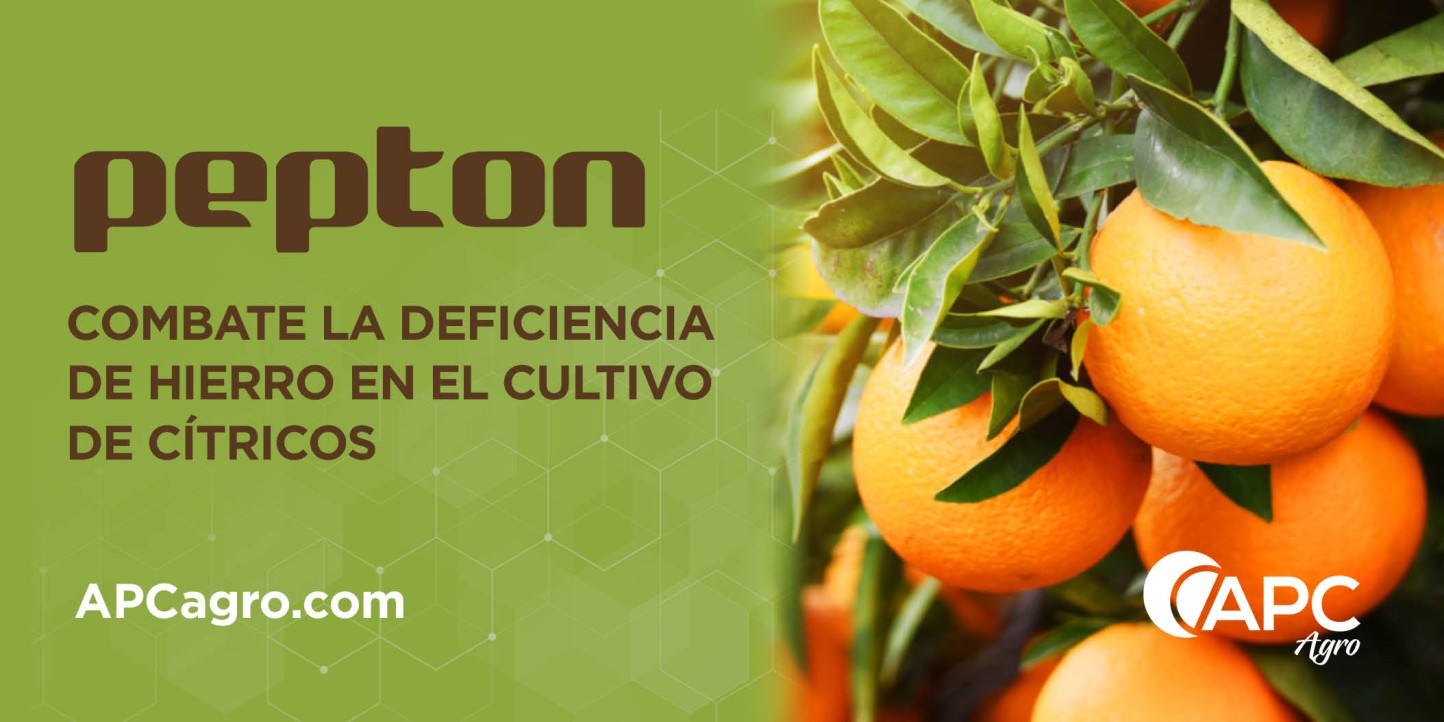 Pepton, la alternativa de APC Agro a los quelatos de hierro contra la clorosis férrica en cítricos