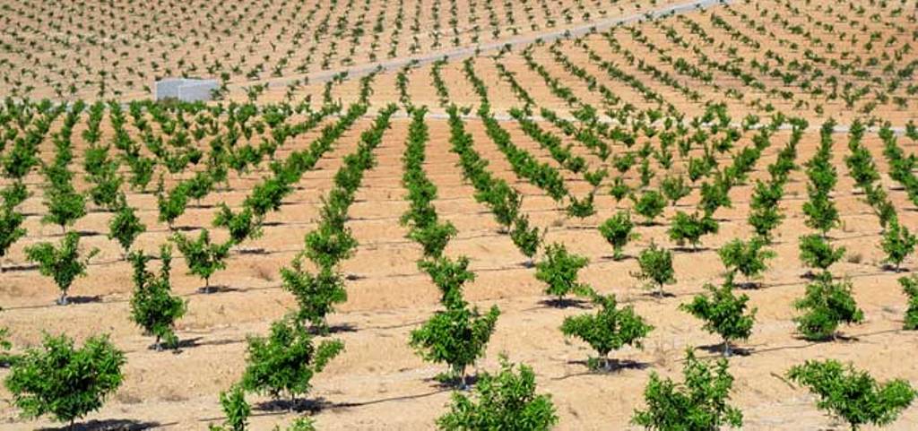 Landa Fund, nuevo fondo de capital riesgo de Bankinter y Nuveen para invertir en el agro de la Península Ibérica