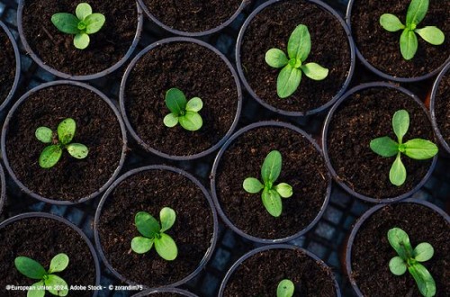 Estados Unidos reconoce el estatus de «país libre» a 21 Estados miembros de la UE para dos plagas vegetales