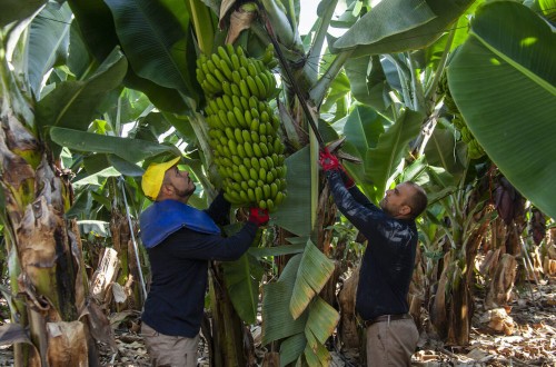 Parte de la demanda de Plátano de Canarias no es atendida por las adversidades meteorológicas