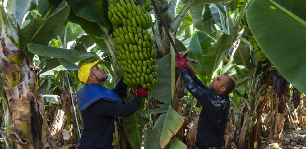 plátano_canarias