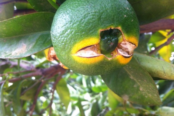 Estrategias de control del rajado de los cítricos