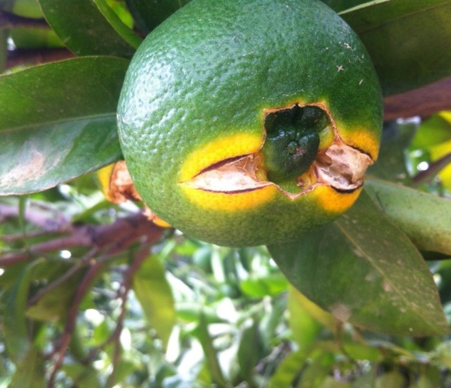 Estrategias de control del rajado de los cítricos