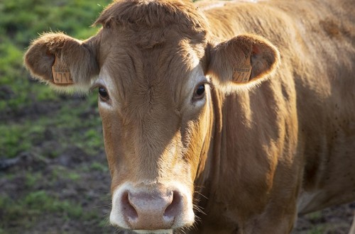 Nuevo caso de EHE en una explotación bovina de la comarca ourensana de Verín