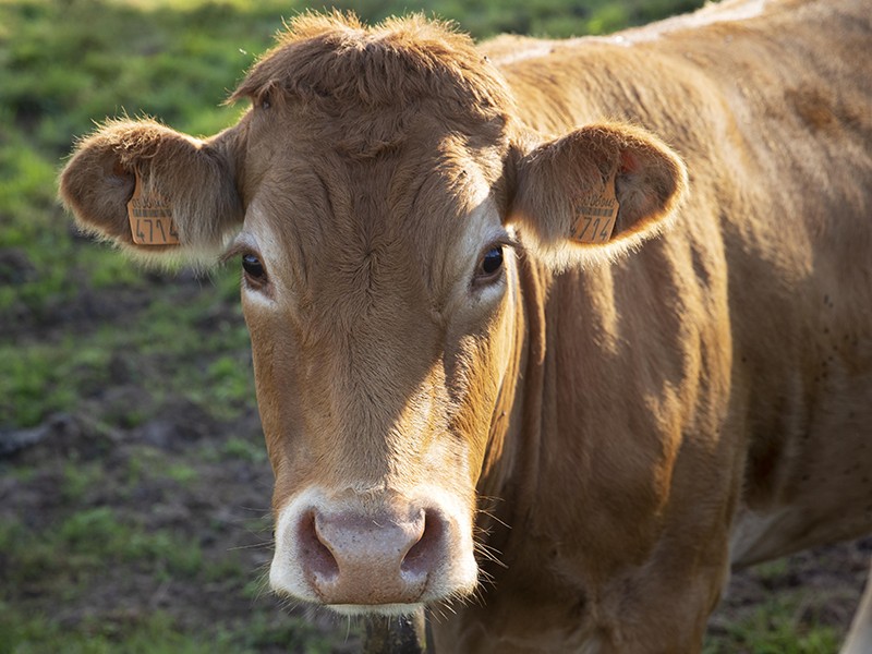 Nuevo caso de EHE en una explotación bovina de la comarca ourensana de Verín
