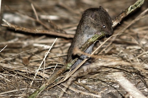 UCCL Castilla y León solicita a la Consejería de Agricultura y Ganadería medidas para reducir la elevada proliferación de topillos