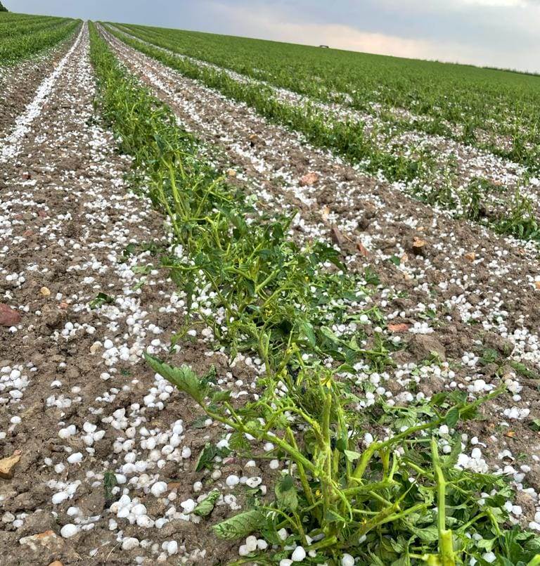 UPA pide reforzar y reformar el Sistema de Seguros Agrarios para hacer frente a una “meteorología hostil”