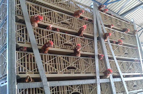 El sector avícola de carne prevé un sobrecoste de 860 M€ por los cambios de la normativa de transporte de la UE