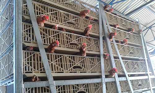 transporte_animal_aves