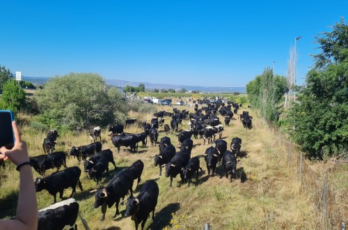 La Real Asociación de Raza Avileña-Negra y la IGP Carne de Ávila en pro de la trashumancia