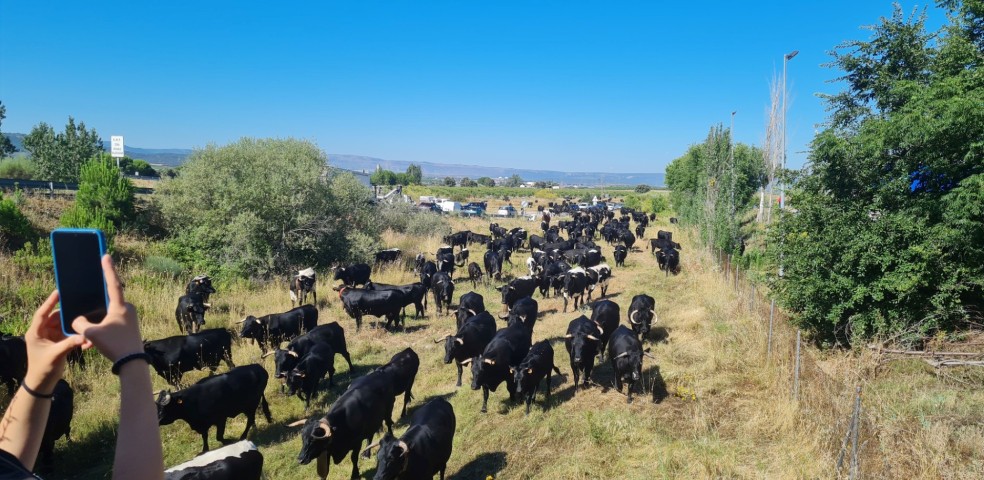 trashumancia carene de ávila negra avileña
