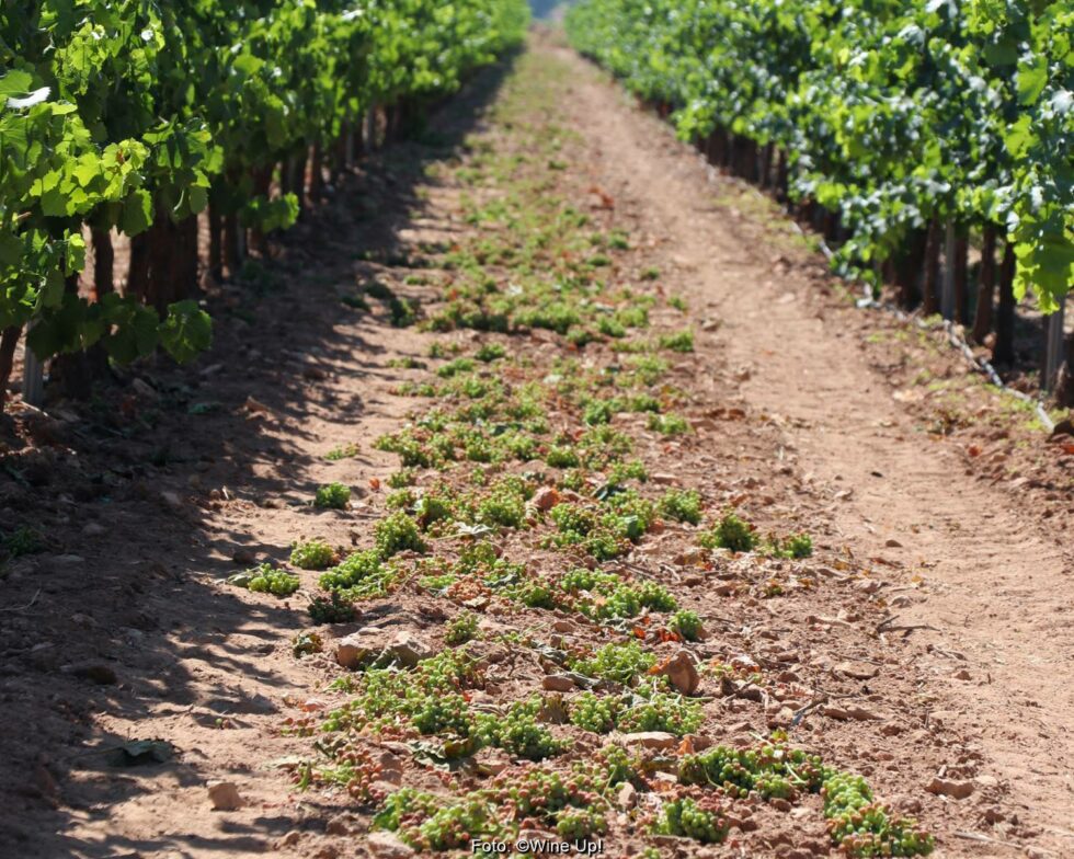 MAPA y CC.AA. deberán reorientar 51,7 M€ de la ISV para financiar la cosecha en verde y la destilación de crisis del vino