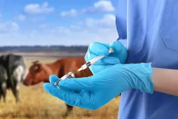 El MAPA abre diálogo con veterinarios y farmacéuticos para mejorar la aplicación del sistema Presvet