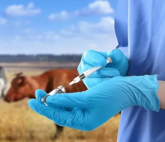 El MAPA abre diálogo con veterinarios y farmacéuticos para mejorar la aplicación del sistema Presvet