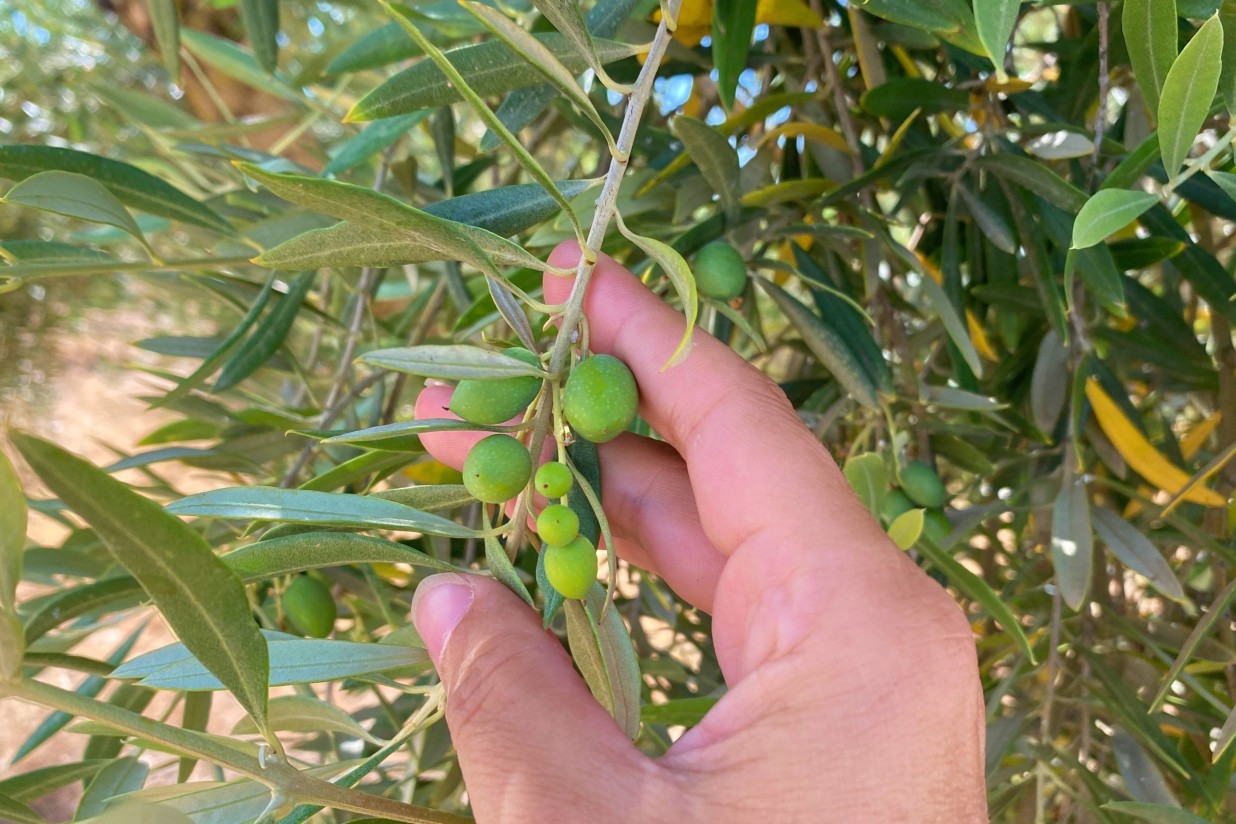 Agrimobi Olive-Total, la solución de ICL a la alta demanda de nutrientes del olivar