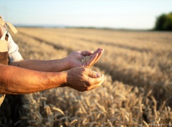 Los cerealistas no cubren los costes de producción pese a la buena cosecha, según un estudio de la Universidad de Valladolid