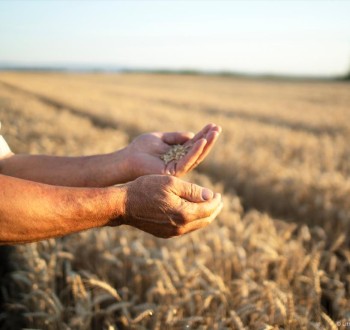 Los cerealistas no cubren los costes de producción pese a la buena cosecha, según un estudio de la Universidad de Valladolid