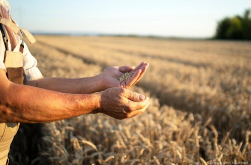 Abierto el plazo de contratación de los seguros de herbáceos, olivar y frutos secos