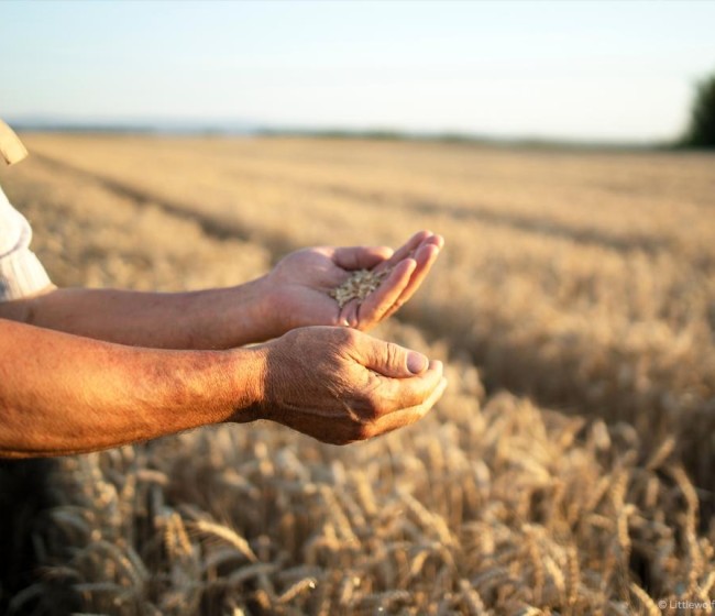 Los cerealistas no cubren los costes de producción pese a la buena cosecha, según un estudio de la Universidad de Valladolid