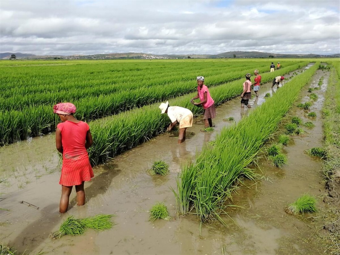 India y otros países del Sudeste Asiático concentrarán el 31% del aumento del consumo mundial de alimentos en 2033