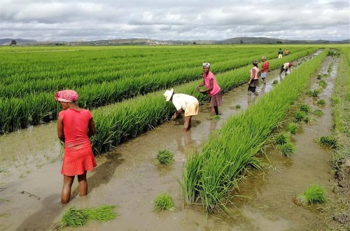 India y otros países del Sudeste Asiático concentrarán el 31% del aumento del consumo mundial de alimentos en 2033