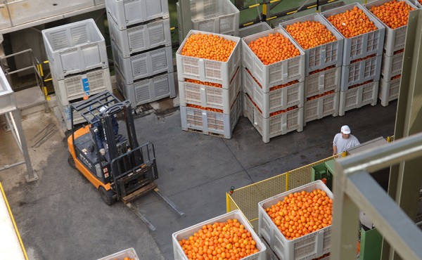 La importación española de frutas y hortalizas crece un 5% en volumen y un 11% en valor hasta abril de 2025